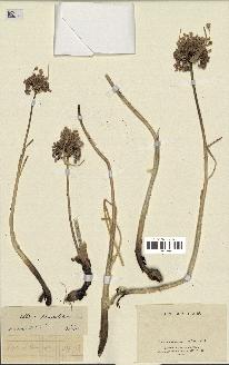 spécimen de Allium paniculatum