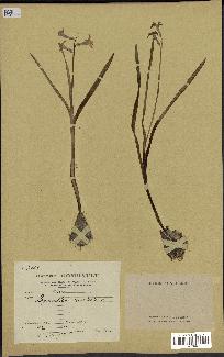 spécimen de Hyacinthus orientalis