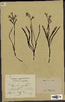 spécimen de Hyacinthus orientalis