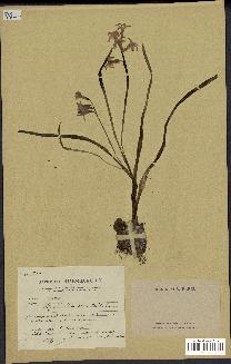 spécimen de Hyacinthus orientalis