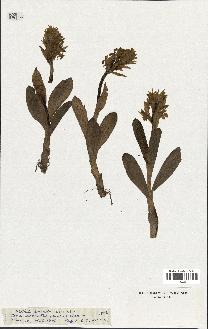spécimen de Orchis sambucina