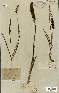 spécimen de Gymnadenia odoratissima