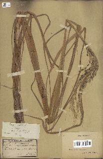 spécimen de Oryza sativa