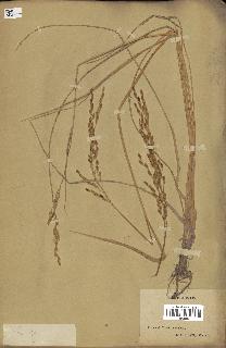 spécimen de Oryza sativa