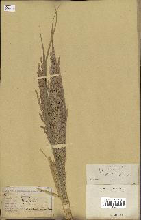 spécimen de Oryza sativa