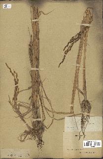 spécimen de Oryza sativa