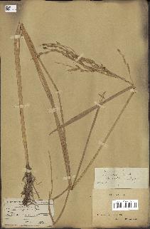 spécimen de Oryza sativa