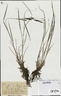 spécimen de Carex gracilis