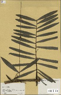 spécimen de Laccosperma sp.