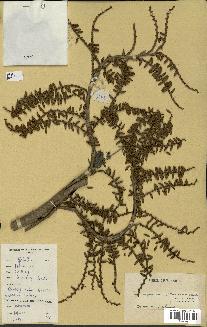spécimen de Laccosperma opacum