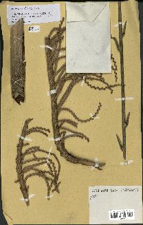 spécimen de Laccosperma secundiflorum