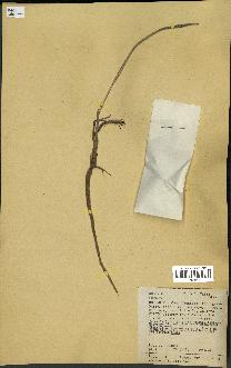 spécimen de Attalea sp.