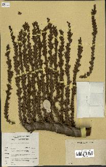 spécimen de Laccosperma secundiflorum