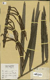 spécimen de Laccosperma secundiflorum