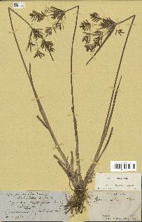 spécimen de Cyperus esculentus