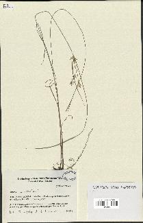 spécimen de Cyperus esculentus