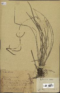spécimen de Carex sp.