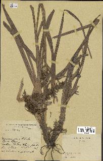 spécimen de Carex sp.