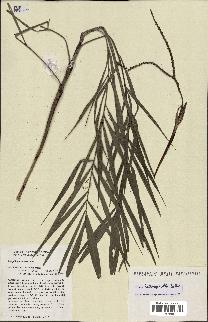 spécimen de Dypsis heterophylla