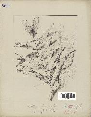 spécimen de Dypsis heterophylla