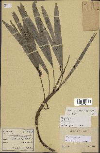spécimen de Dypsis heterophylla