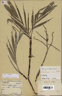 spécimen de Dypsis heterophylla