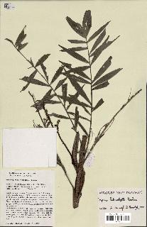 spécimen de Dypsis heterophylla