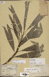 spécimen de Dypsis heterophylla