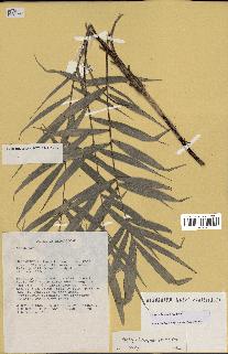 spécimen de Dypsis heterophylla