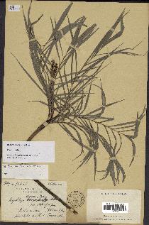 spécimen de Dypsis heterophylla