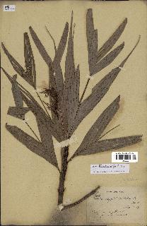 spécimen de Dypsis hildebrandtii