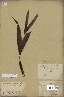 spécimen de Dypsis hildebrandtii