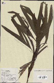 spécimen de Dypsis hildebrandtii