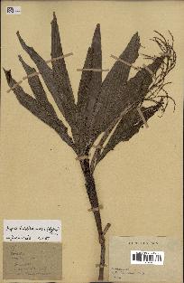 spécimen de Dypsis hildebrandtii