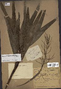 spécimen de Dypsis hildebrandtii