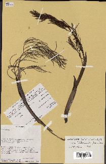 spécimen de Dypsis hildebrandtii
