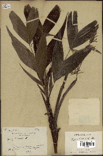 spécimen de Dypsis hildebrandtii