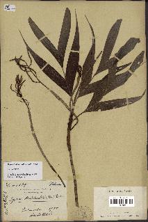 spécimen de Dypsis hildebrandtii