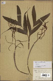 spécimen de Dypsis hildebrandtii