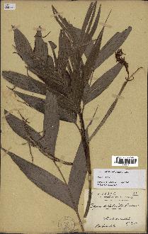 spécimen de Dypsis hildebrandtii