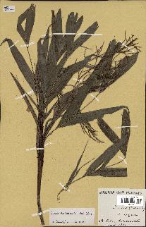 spécimen de Dypsis hildebrandtii