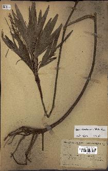 spécimen de Dypsis hildebrandtii