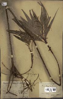 spécimen de Dypsis hildebrandtii