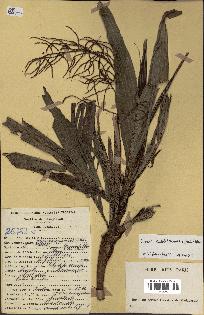 spécimen de Dypsis hildebrandtii