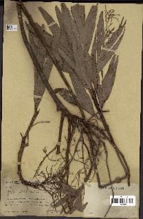 spécimen de Dypsis hildebrandtii