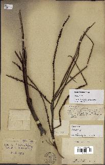 spécimen de Dypsis hiarakae