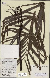 spécimen de Dypsis hiarakae