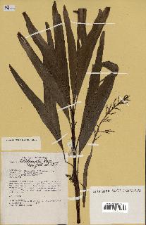 spécimen de Dypsis hildebrandtii
