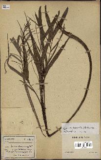 spécimen de Dypsis hildebrandtii