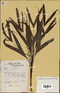 spécimen de Dypsis hildebrandtii
